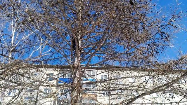 Леха лезет на дерево смотреть онлайн