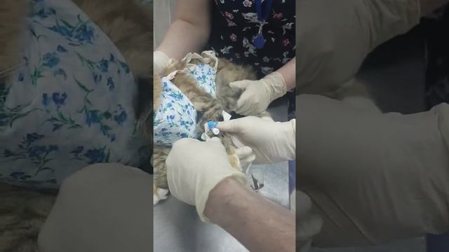 Снятие внутривенного катетера у кошки смотреть онлайн