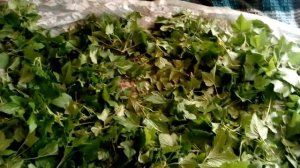 Листья смородины сушим  на зиму в Кубеинке