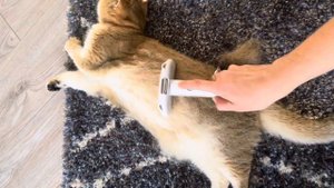 Классная щетка - дешеддер для кошек Tonepie