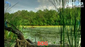 УЧИМ АНГЛИЙСКИЙ. ПРИРОДА. ПЕРВЫЕ СЛОВА для детей