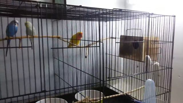 Попугаи неразлучники и не только смотреть онлайн