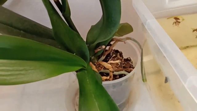 У орхидей завяли цветы, добавились бутоны/Orchids finish flowering and new flower stalks grow смотреть онлайн
