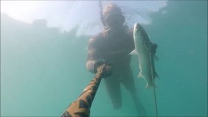 подводная охота на лобана  в Сочи 2017 год