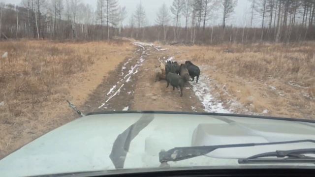 Поехал на покатушки на Ниве 21213 а тут дорогу преградили кабаны. смотреть онлайн