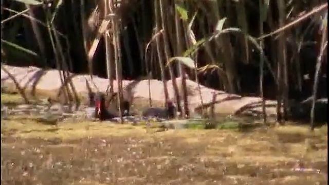 Водяные курочки (?) с птенцами смотреть онлайн