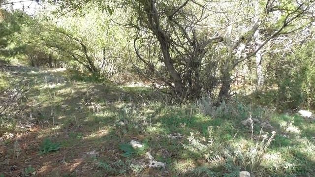 В лес за маслятами смотреть онлайн