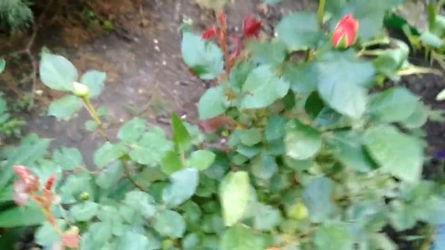 Срочно избавляемся от тли на розах... смотреть онлайн