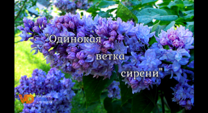 § "Одинокая ветка сирени", гармонь 🎼 Виталий Дружинин #гармонь #harmony #garmon #подгармонь