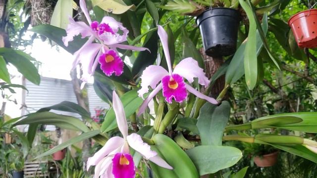 Orquídea Cattleya Eldorado x Laelia Purpurata Var. Russelliana. Floração maravilhosa! смотреть онлайн