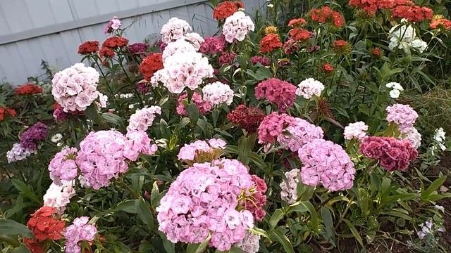 Сад 1 июля. Что же выросло из семян? #дача#сад#огород