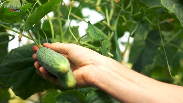 СРОЧНО ДАЙТЕ ОГУРЦАМ МОЛОКО ПОТОМ БУДЕТЕ ДУМАТЬ КУДА ИХ ДЕВАТЬ!!! СУПЕР Подкормка Для Огурцов смотреть онлайн