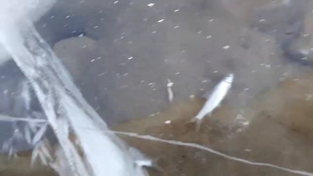 Рыба вмёрзла в лёд смотреть онлайн
