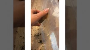 Сломался прирост у улитки?|Что делать???||Уборка у улиток ахатин