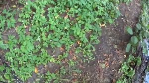 ДОЛБЛЮ ОКУНЯ НА ВАРЁНЫЙ СИЛИКОН,РЫБАЛКА В КУЗЬМИНКАХ!!!
