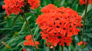 Лихнис корончатый (Lychnis coronaria) — малиновый, темно-розовый окрас