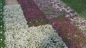 Beautiful Pics Of Alyssum In Pots Romance