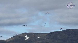 БЕРИНГИЯ , О  ЫТЫРГАН  КИТОВАЯ АЛЛЕЯ