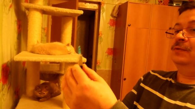 Как сделать прививку котёнку! смотреть онлайн