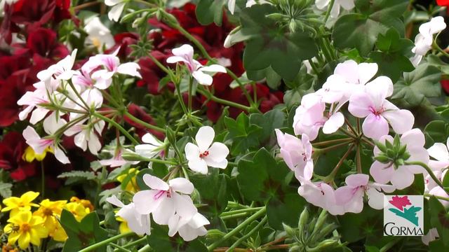 Por qué comprar geranios (Pelargonium) смотреть онлайн