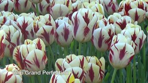 Tulip Grand Perfection - Tulip Bulbs from Holland