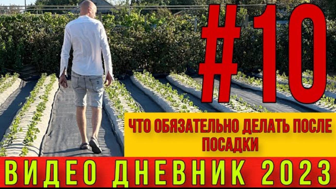 Что обязательно делать после посадки клубники. Видео дневник ЧАСТЬ+#10