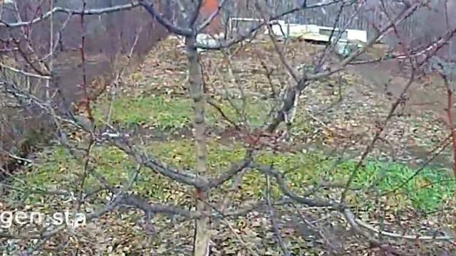 Как заставить плодоносить абрикос