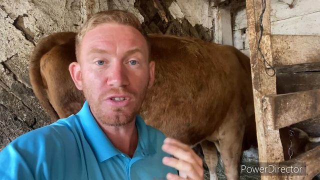 ЧТО С НОВОЙ КОРОВОЙ???? смотреть онлайн