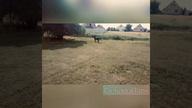КВАДРАКОПТЕР и РЫСАК лошадь horse СЕЛО Москва Россия