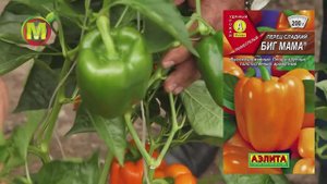 Семена: Аэлита Перец Биг Мама - Дачные уроки профессора Мамедова