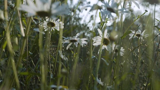 Fiona Shaw introduces Cinderella (Cendrillon) смотреть онлайн
