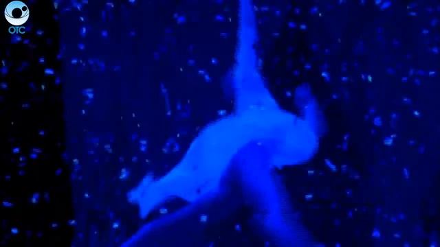 Новосибирский цирк провёл юбилейное представление, посвящённое 45-летию смотреть онлайн