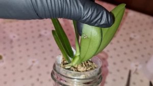 Обзор Посылка с ОрхоРай | Phal. Taida Smile 'Taida Little Green'(peloric – 2 eyes)