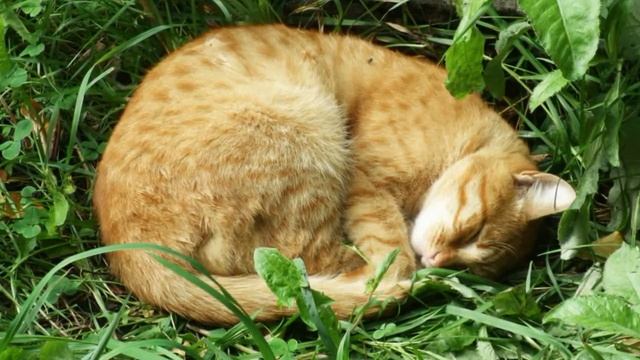 РУССКИЙ ШАНСОН // САВЕЛИЙ СИБИРСКИЙ // СИРЕНЕВЫЙ ТУМАН 2 смотреть онлайн