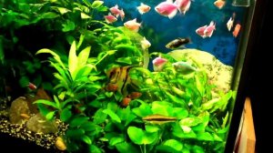 ТЕРНЕЦИЯ ГЛОФИШ В АКВАРИУМЕ на 140 Литров / Glofish - GloTetra / Кормление аквариумных рыбок Глофиш