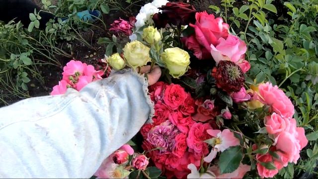 Как привить розу на шиповник .Летняя Окулировка роз .Размножение розы смотреть онлайн