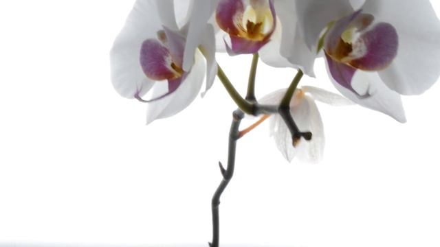 ОРХИДЕИ ПОЛИВ ! КАК НЕ ПОЛИВАТЬ ОРХИДЕИ !