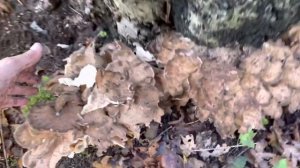 Maitake/grifola frondosa