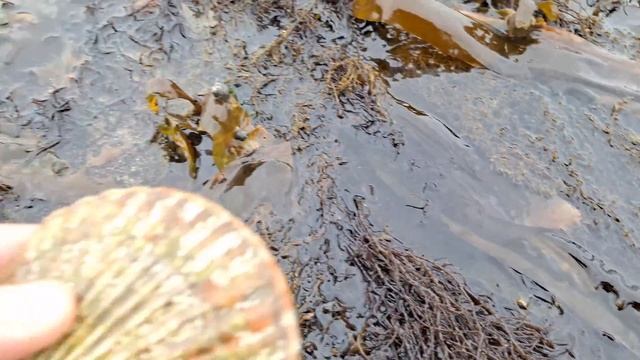 Сахалин - собираем морепродукты по отливу устрицы и гребешок#сахалин #море #природа