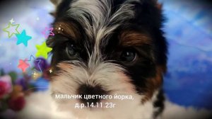 мальчик цветного йорка, д.р.14.11.23г www.dog-mini.ru