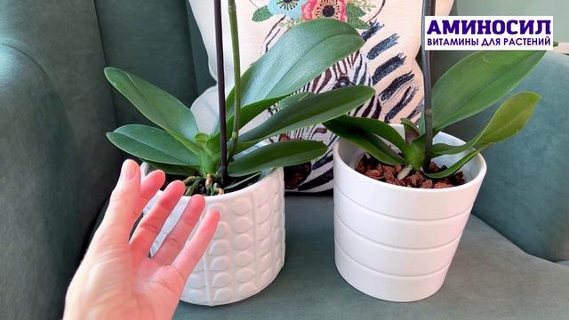 Как ухаживать за фаленопсисом после покупки? - карантинные советы канала "Мир орхидей с АМИНОСИЛ" смотреть онлайн