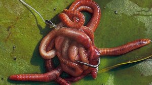 Как подготовить червей перед рыбалкой.