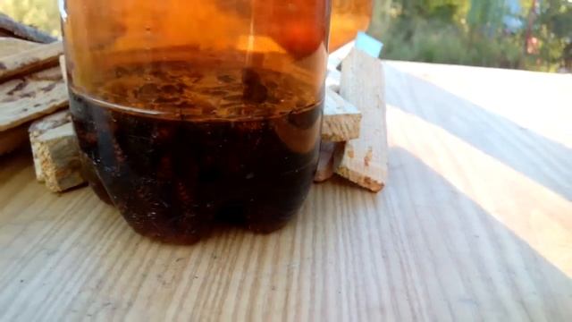 Ловушка для ос и шершней (100% эффективность) смотреть онлайн