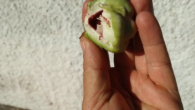 Creeping Fig (Ficus pumila) is actually edible смотреть онлайн