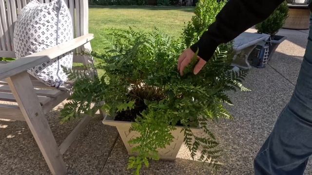 The Hydrangeas are Blooming & A Walk Through Our Patio ~ birdhouse garden смотреть онлайн