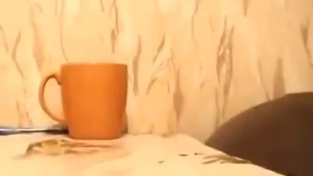 Очень при очень смешные и прикольные кошки животные! приколы 2013 смотреть онлайн