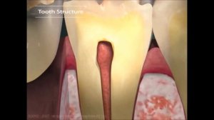 Из чего состоит зуб, иннервация и кровоснабжение  Структура зуба, десны и периодонта  3 Д графика