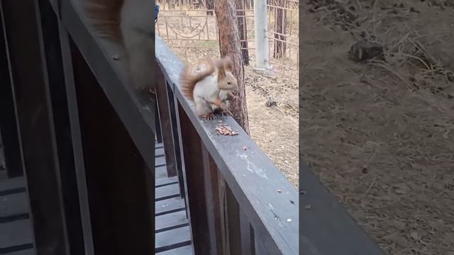 Белка угощается орехами