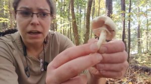 How to ID Agaricus mushrooms