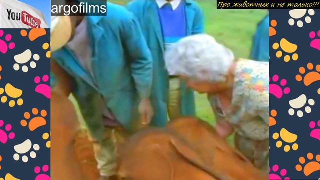 Многие СЛОНЫ выстраивались в очередь, чтобы обнять эту женщину! Причина Вас растрогает! смотреть онлайн